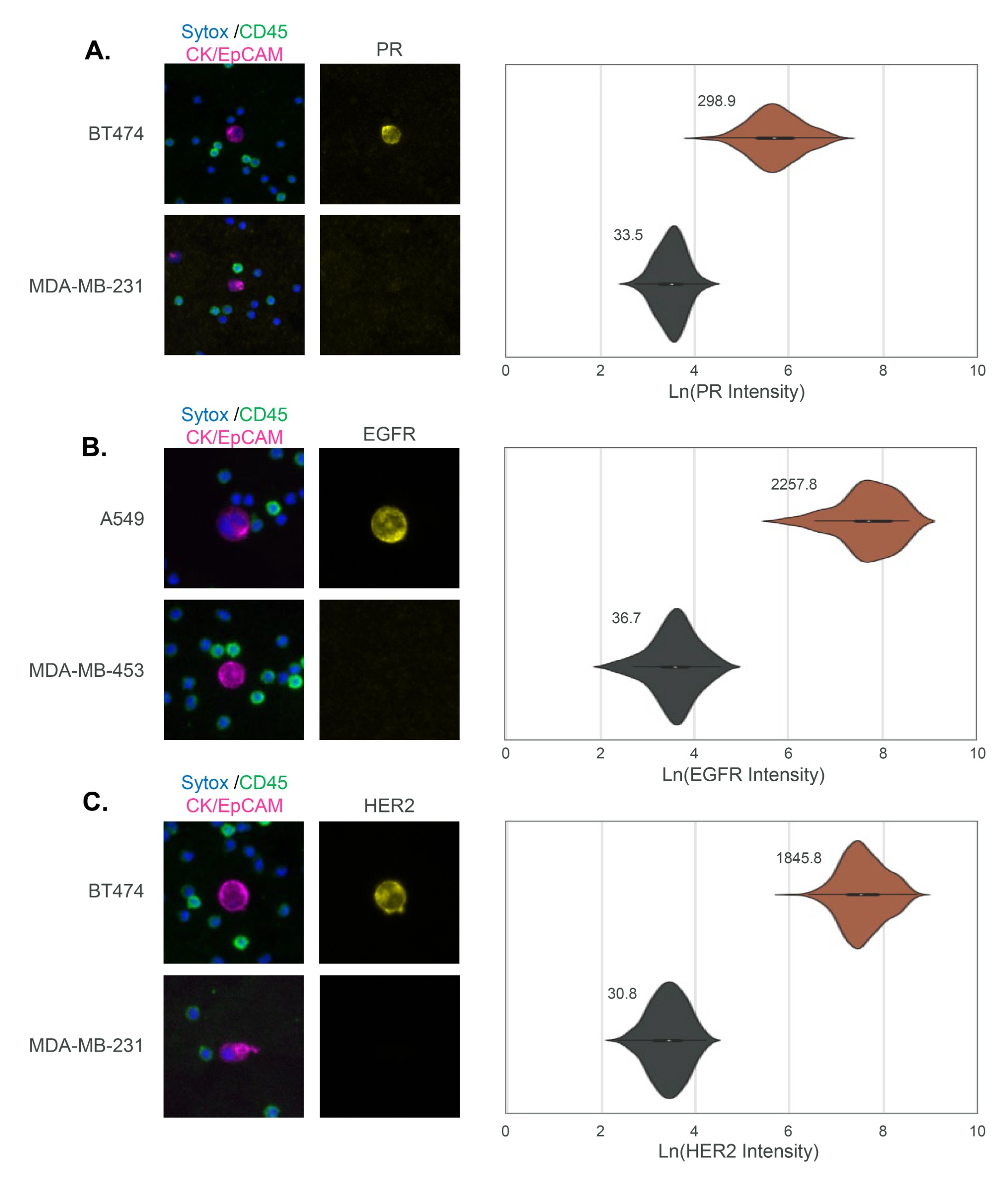  Clone specificity evaluation by mCTC-positive and mCTC-negative cell lines. 
